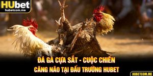 Đá Gà Cựa Sắt - Cuộc Chiến Căng Não Tại Đấu Trường Hubet