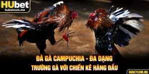 Đá Gà Campuchia - Đa Dạng Trường Gà Với Chiến Kê Hàng Đầu