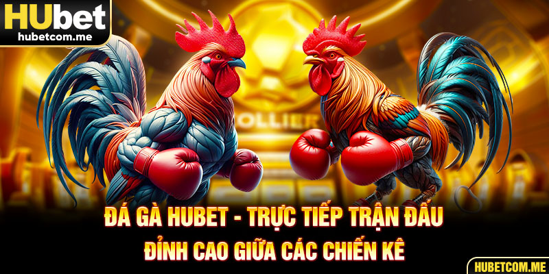 Đá Gà Hubet - Trực Tiếp Trận Đấu Đỉnh Cao Giữa Các Chiến Kê