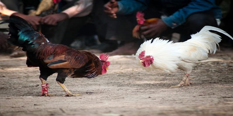 Đá gà Campuchia làm mưa làm gió trên thị trường chọi gà chuyên nghiệp