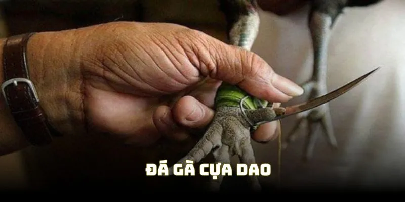 Đá gà cựa dao luôn được dân chơi săn đón