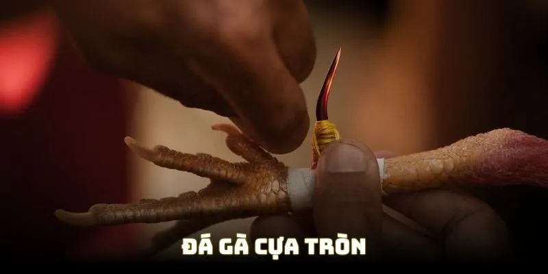 Đá gà cựa sắt sử dụng cựa tròn