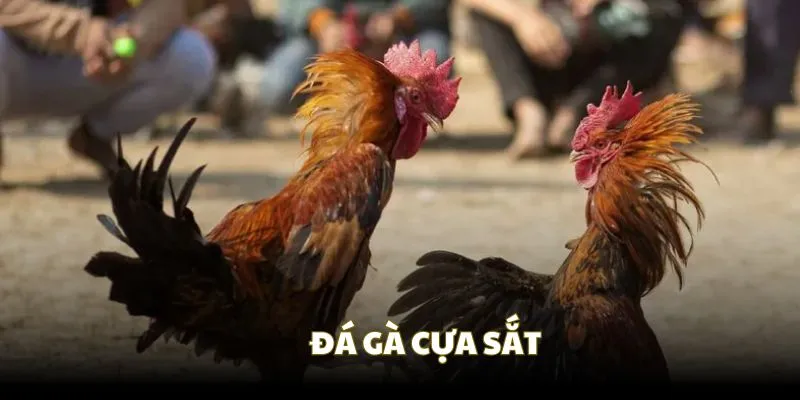 Hiểu về sức hấp dẫn của hình thức đá gà cựa sắt