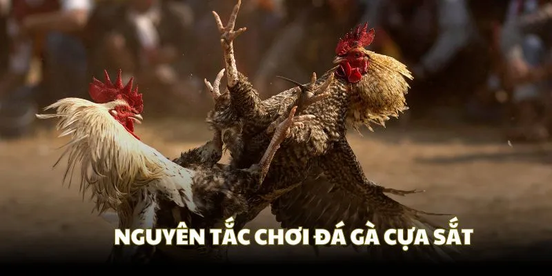 Nguyên tắc thi đấu của đá gà cựa sắt
