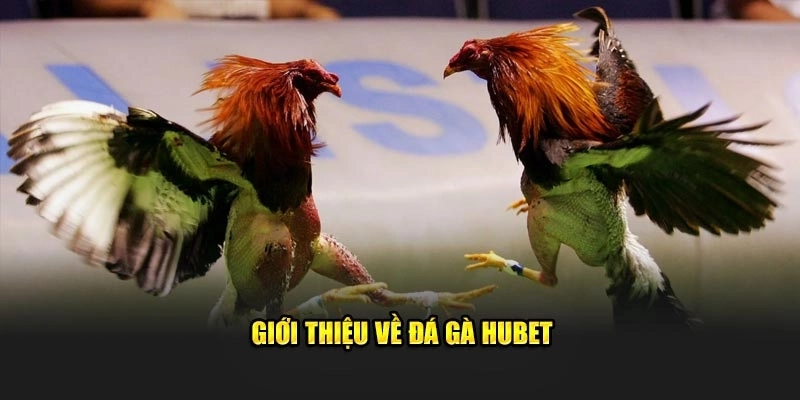Tổng quan về sức hút đặc biệt của sân chơi đá gà Hubet đỉnh cao