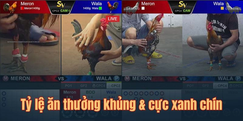 Tham gia đặt cược rinh thưởng lớn về hệ số quy đổi cạnh tranh