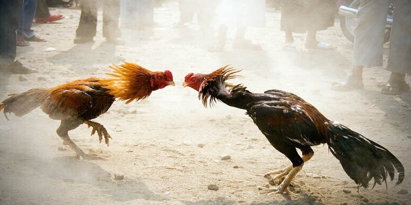 Điểm qua những trường chọi uy tín hiện nay