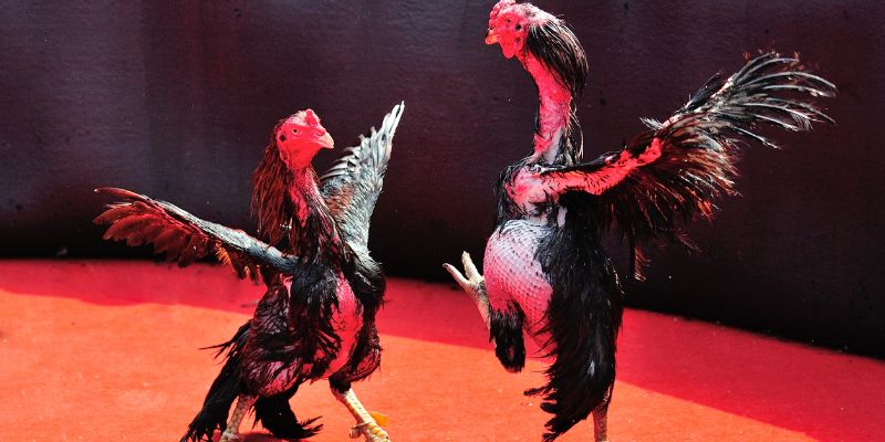 Trường gà Savan là xu hướng được nhiều người chơi lựa chọn